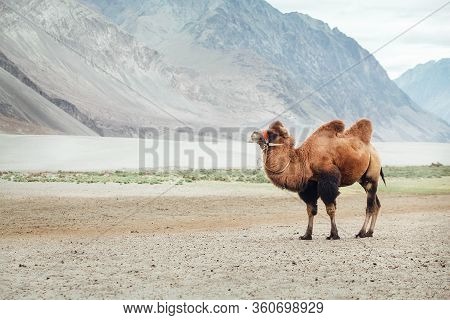 Alone Bactrian Camel Standing Near The Hunder Village In Nubra Valley, Diskit Nubra Tehsil, Ladakh U