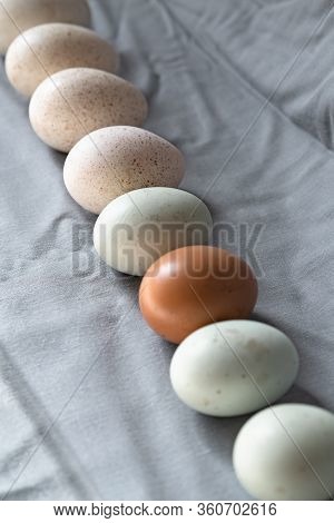 Araucana Eggs And Goose Eggs