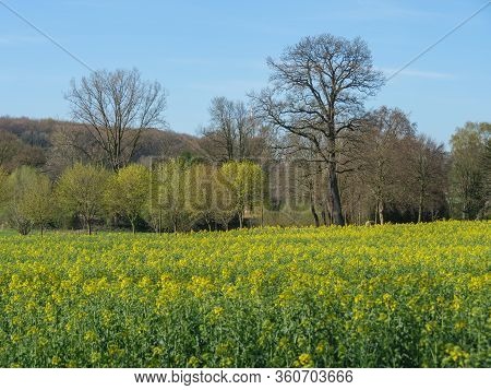 sunny day in the baumberge in germany