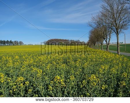 sunny day in the baumberge in germany