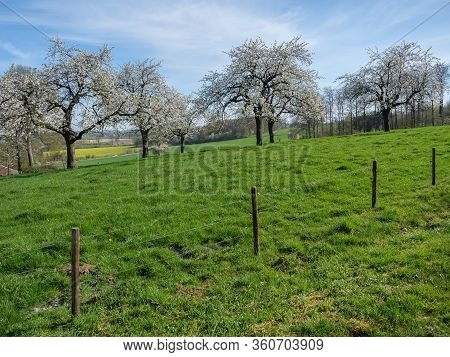 spring time in the baumberge near billerbeck