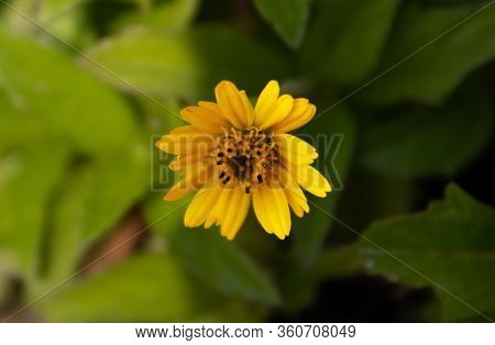 Wedelia Is A Flowering Plant Genus In The Sunflower Family. The Image Was Taken In Coxsbazar Seabeac