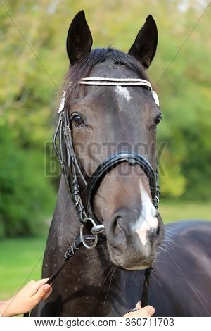 Thoroughbred Young Horse Posing At Animalfarm. Portrait Of A Purebred Young Race Horse Outdoors. Clo
