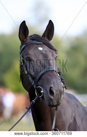 Thoroughbred Young Horse Posing At Animalfarm. Portrait Of A Purebred Young Race Horse Outdoors. Clo