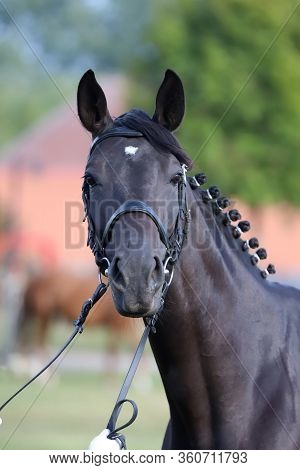 Thoroughbred Young Horse Posing At Animalfarm. Portrait Of A Purebred Young Race Horse Outdoors. Clo