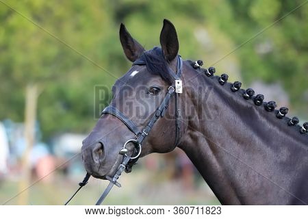 Thoroughbred Young Horse Posing At Animalfarm. Portrait Of A Purebred Young Race Horse Outdoors. Clo