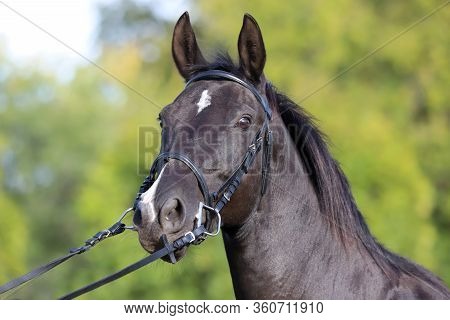 Thoroughbred Young Horse Posing At Animalfarm. Portrait Of A Purebred Young Race Horse Outdoors. Clo