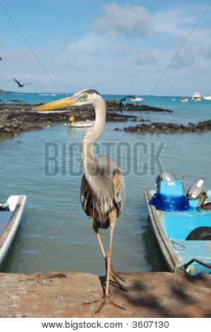 Great Blue Heron