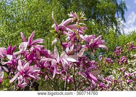 Blooming Lily Magnolia Magnolia (magnolia Liliiflora) In The Botanical Garden.