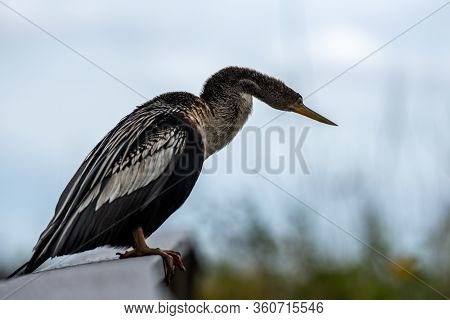 Female Anahinga Cranes Its Neck For Better Look To Everglades River
