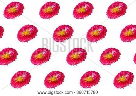 Daisy Flowers Regular Pattern White Background. Pink English Bellis Perennis Bellasima Rose. Seasona