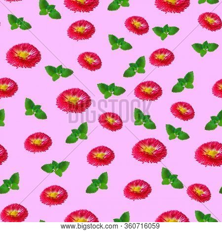 Daisy Flowers Seamless Pattern Pink Background. Pink English Bellis Perennis Bellasima Rose. Seasona