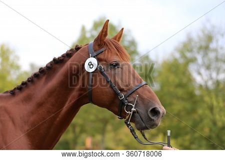 Thoroughbred Young Race Horse Posing At Animal Farm. Portrait Of A Purebred Young  Chestnut Outdoors
