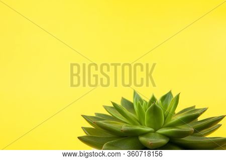 Trendy Succulent Haworthia Cymbiformis Closeup On Yellow Background, Copy Space, Macro. For Social M
