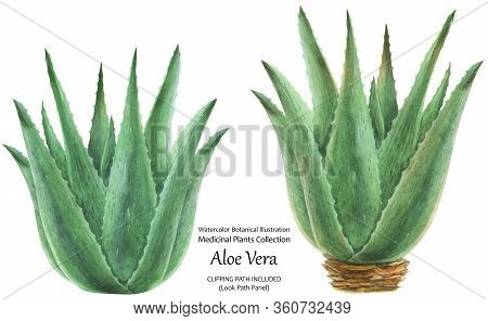 Watercolor Botanical Illustration In Traditional Style Aloe Vera Bushes. Isolated, Clipping Path Inc