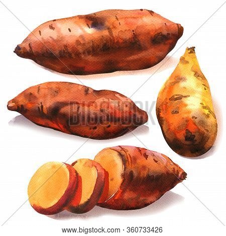 Sweet Potato Root, Batata, Whole With Slices, Organic Food, Vegetable, Isolated, Close-up, Hand Draw