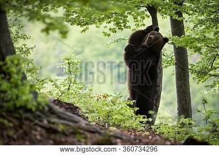 Wild Brown Bear Standing On Rear Legs And Scratching Its Back On A Tree