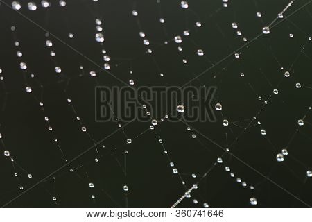 Morning Dew On A Spaider Web. Black Background.