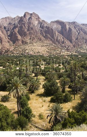 Palm Trees In The Desert