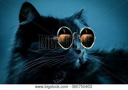 Portrait Of Gorgeous Fluffy Black Cat Wearing Moony Sunglasses With Pumpkin Reflection In It Against
