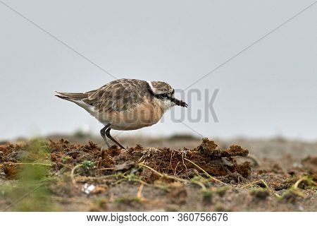 Plover - Charadrius pecuarius small shorebird in Charadriidae, breeds near coastal and inland saltmarshes, riverbanks or grasslands