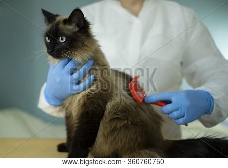 A Specialist Takes Care Of Animals Using A Special Tool. Hair Salon For Cats.
