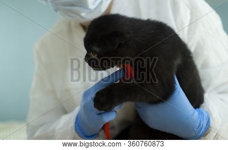 A Specialist Takes Care Of Animals Using A Special Tool. Hair Salon For Cats.