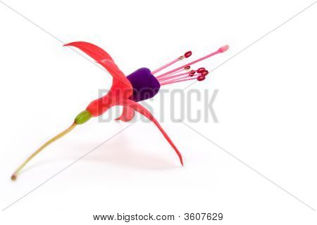 Fiore fucsia
