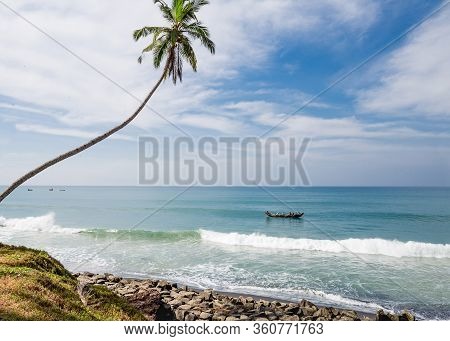 View Of Coconut Palm Tree Grove At Odayam Beach, Varcala, Kerala State, India