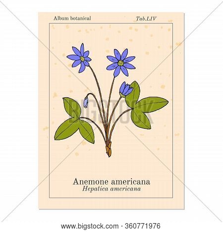 Anemone Americana Hepatica Nobilis , Medicinal Plant. Hand Drawn Botanical Vector Illustration