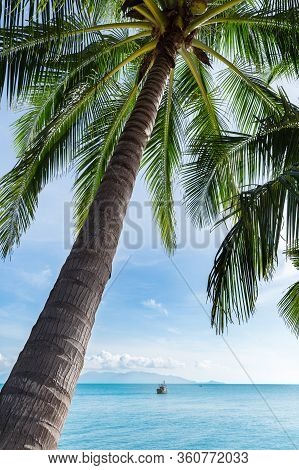 View Of Coconut Tree With The Sea On Background
