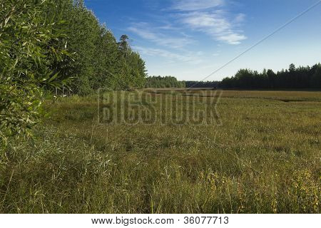 The field at the edge of the forest .