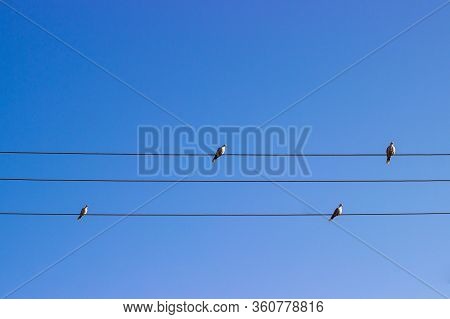City Birds Nature Life Animals Freedom Sky