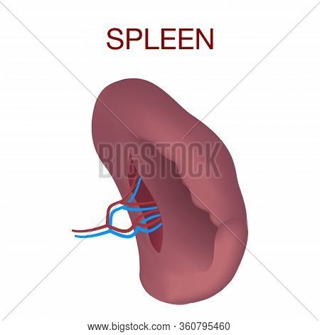 Realistic Illustration Of Spleen Vector Mockup For Web Design Isolated On White Background