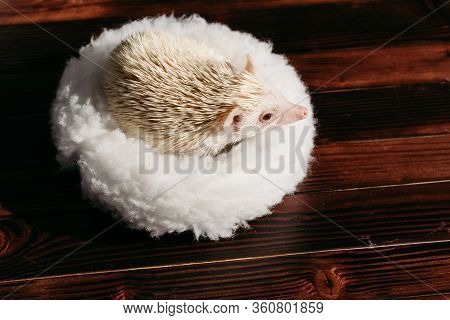 African Pygmy Hedgehog, Albino.