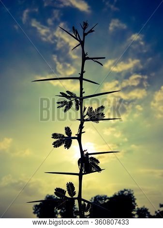 Sunset Infront Of Babul Tree In India.