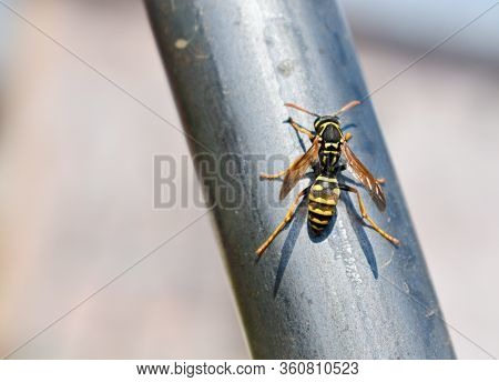 Close Up Of European Hornet (vespa Crabo, Family Vespidae)