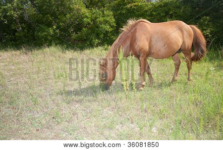 Assateague Island divokého koně jíst trávu