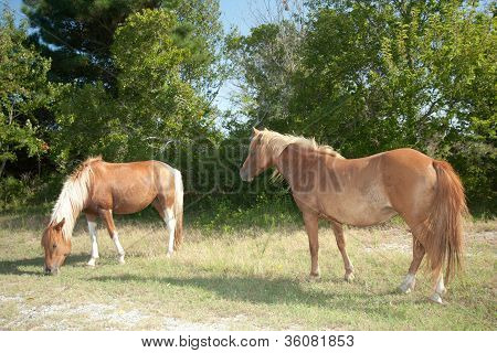 Dvě divoké koně Assateague Island