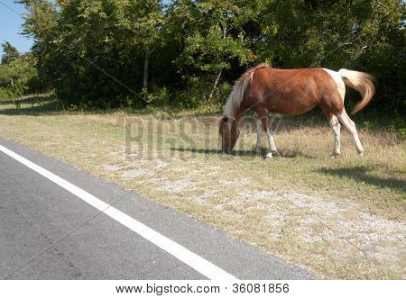 Assateague Island divoký kůň