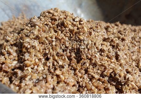 Close Up Image Of Wet Spent Malt Grains, The Leftover Product Produced During The Beer Brewing Proce