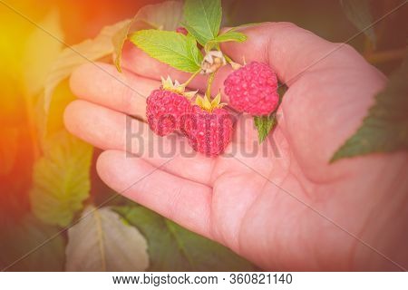 Red Raspberries In The Hand. Male Hand With Raspberries. Red Berry. Fresh Berries. Raspberry Close-u