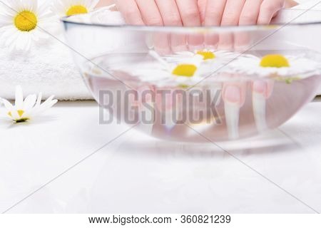 Close-up hands of young woman with natural nails, lowered into plate with healing infusion of chamom