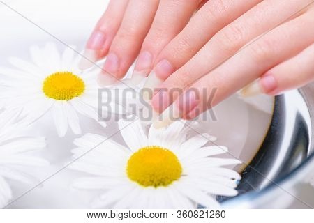 Close-up Hands Of Young Woman With Natural Nails, Lowered Into Plate With Healing Infusion Of Chamom