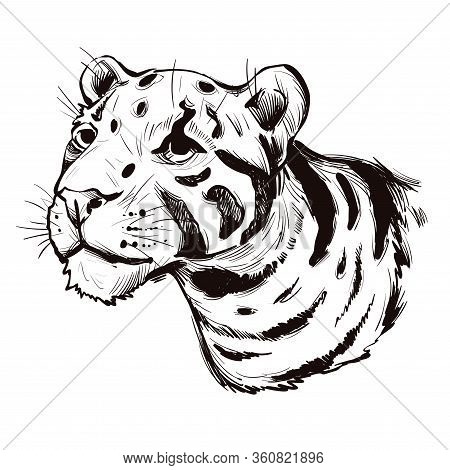 Clouded Leopard Neofelis Nebulosa Wild Cat Occurring From Himalayan, Asian China. Digital Art Illust
