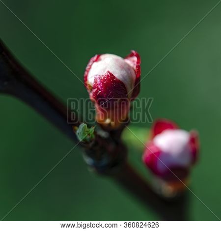 Pink Undissolved Light Of A Young Apricot In The Spring Garden