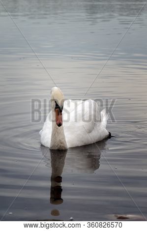 The Swans Swimming In A Lake In Framingham Massachusetts