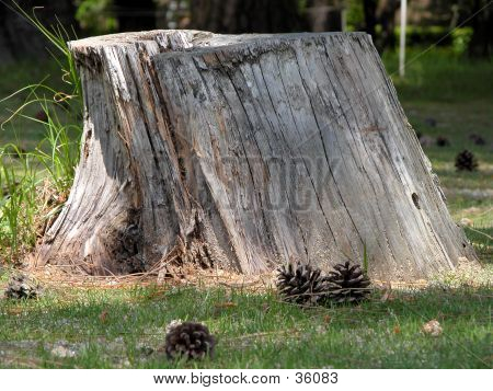 Stubbe