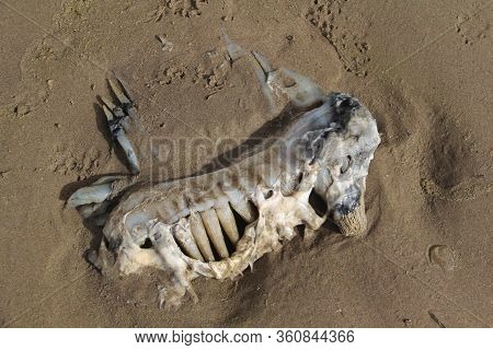 Detritus- Life And Death At The Beach...
