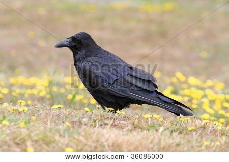 ワタリガラス (カラス Corax)